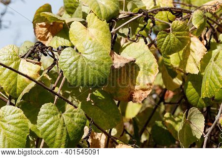 Simple Green Cordate Leaves Of Southern California Grape, Vitis Girdiana, Vitaceae, Native Monoeciou