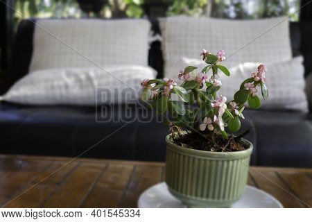Modern Coffee Shop Cozy Interior, Stock Photo