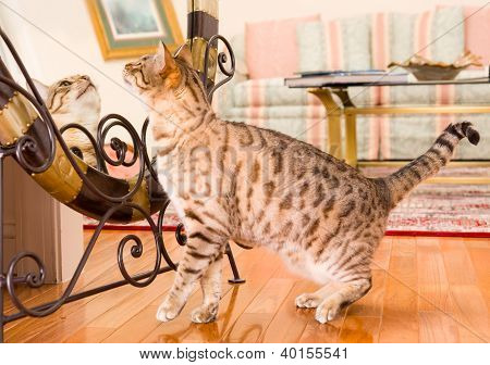 Orange Brown Bengal Cat Reflecting In Mirror