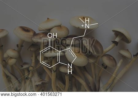 Psilocin Mushrooms Formula. Legalization Medical Psychedelic. Recreational Use Of Psilocybin Mushroo