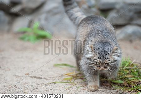 Pallas's Cat (otocolobus Manul). Manul Is Living In The Grasslands And Montane Steppes Of Central As