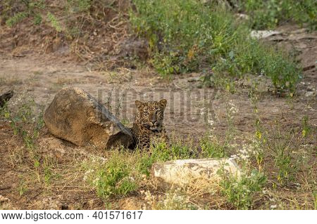 Wild Female Leopard Or Panther Resting In Natural Green Background In Forest Of Central India - Pant