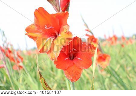 Beautiful Natural Red Flower Field Stock Image