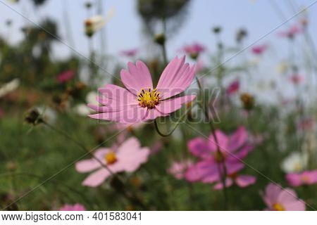 Beautiful Natural Flower Field Agriculture Stock Photo