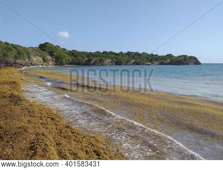 Sargassum Seaweed On The Coast Of The Caribbean Sea. Turquoise Waters Invaded With Sargassum.
