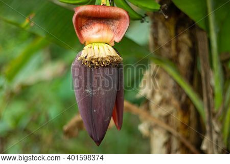A Single Banana Blossom Super Closer And A Vegetable