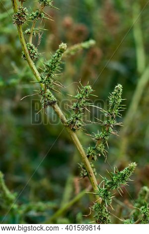 Carelessweed Or Amaranthaceae With Huge A Thorn That Is A Dangerous Tree