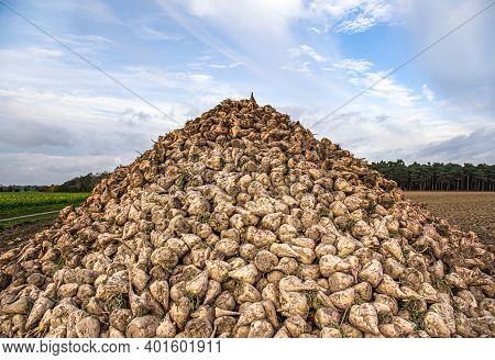 Sugar Beet . Vegetables On The Field. Pile Of White Beetroot