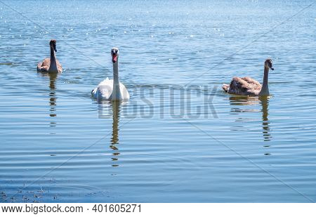 A White Mute Swan With Orange And Black Beak And Young Brown Coloured Offspring With Pink Beak Swimm