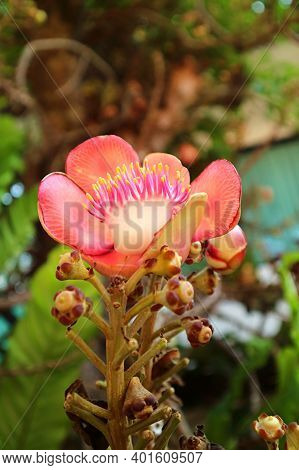 Closeup A Beautiful Blooming Sal Flower Or Shorea Robusta On The Tree