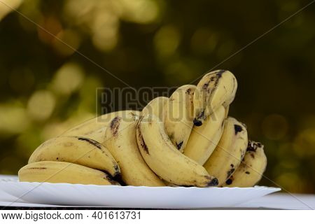 Elaichi Banana Or Yelakki Banana From India Asia. Small In Size Yellow Banana Bunch Sweet Tasty Indi
