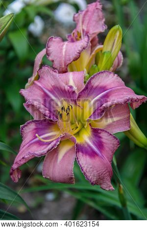 Hemerocallis, Mildred Mitchell Daylily In The Garden