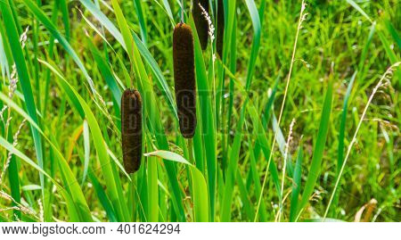Closeup Of The Flowers Of A Common Bulrush, Wild Cattail Plant Specie From Eurasia