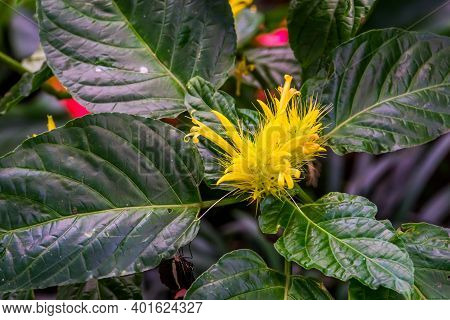 Beautiful Closeup Of A Golden Plume Flower, Popular Exotic Ornamental Plant Specie From Brazil