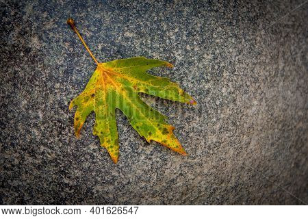 Single Yellow Dry Maple Leaf On The Ground In Autumn. Canadia Flag Symbol