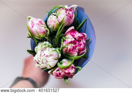 Beautiful Tseti Tulips On A Light Background