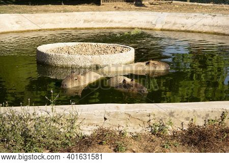 Capivaras Family (hydrochoerus Hydrochaeris) In Captivity In The Water On A Hot Summer Afternoon