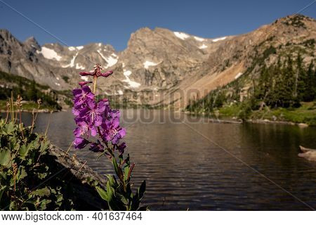 Lewis Monkeyflower Blossom In Front Of Lake Isabelle In Indian Peaks Wilderness