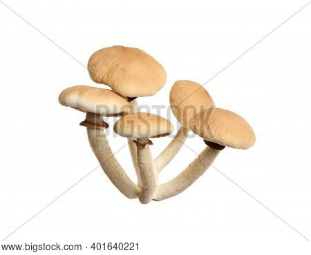 Fresh Wild Pioppini Mushrooms Isolated On White
