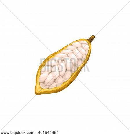 Cocoa Bean, Chocolate And Cacao Tree Plant Food, Vector Icon. Chocolate Confection And Kakao Powder 
