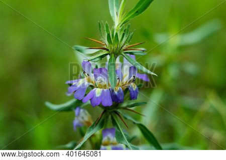 Hygrophila From Acanthaceae Family Or Hygrophila Auriculata Wild Flower