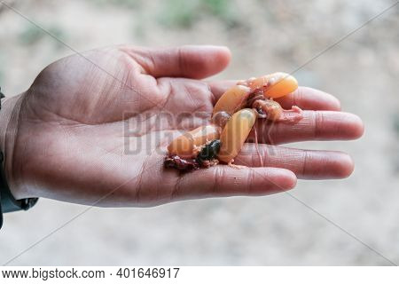 Close Up Of Fresh Snake Offal And Snake Eggs Inside Snake Body After Chef Cut The Body And Remove It