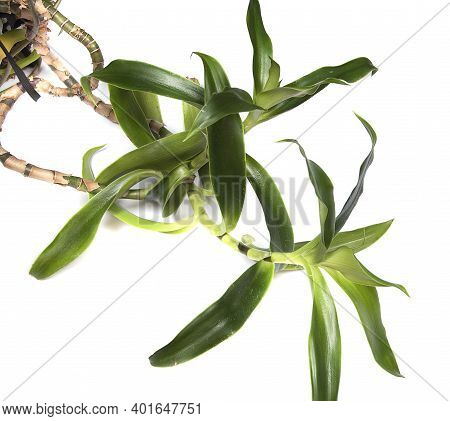 Callisia Fragrans, Known As Basket Plant, Chain Plant, Inch Plant Or Golden Mustache Isolated On Whi