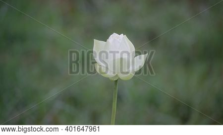 White Water Lily In Pound Of Nature Background