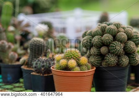 Close Up Of Cattus In Potted In Garden