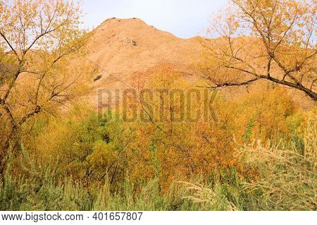 Willow Tree Leaves Changing Colors During Autumn On A Creekbed At A Riparian Woodland With Barren Hi