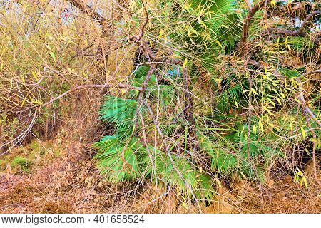 Palm Trees Besides Willow Trees On A Dry Creekbed During Autumn Taken At A Riparian Woodland In The 