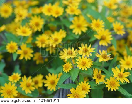 Common Daisy, Bellis Perennis, Dahlberg Daisy, Gold Carpet, Golden Fleece, Butter Daisy, Day's Eye,t