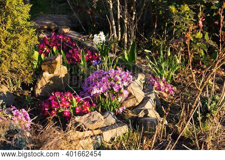 Perennial Primrose Or Primula In The Spring Garden. Spring Primroses Flowers, Primula Polyanthus. Pu