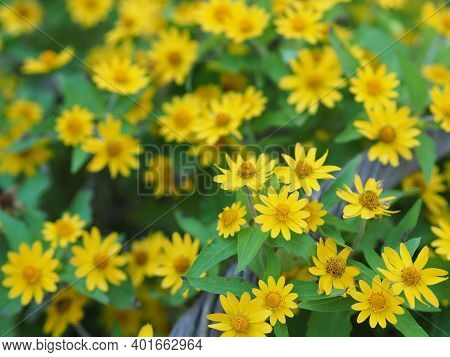 Common Daisy, Bellis Perennis, Dahlberg Daisy, Gold Carpet, Golden Fleece, Butter Daisy, Day's Eye,t
