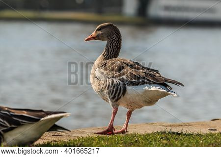 Greylag Goose With Stands On Both Legs On The Bank Of The River Main. Water Bird On Green Meadow In 