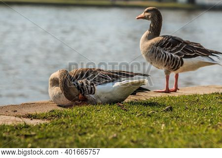 Two Gray Geese On The Banks Of The River Main. A Goose Is Cleaning Her Plumage. Water Bird On Green 
