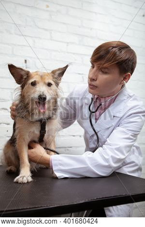 Vertical Shot Of A Male Vet Examining Happy Healthy Shelter Dog At His Animal Hospital