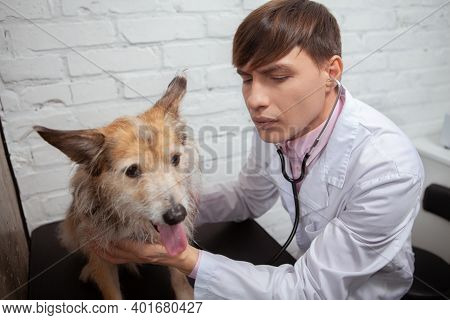 Male Veterinarian Checking Heart And Breathing Of A Mixed Breed Puppy With A Stethoscope