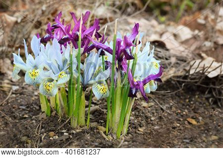 Iris Reticulata - Netted Iris, Multicolored Spring Flowers