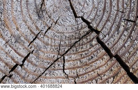 Wooden Stump Round Cut Down Tree With Black Cracks.