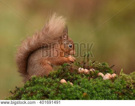 Endangerd Eurasian Red Squirrel With Nuts In Woodland On A Mossy Log Right Facing