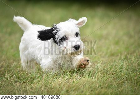 Very Cute White Sealyham Terrier Puppy Playing In The Grass Running Right To Left Toward The Camera