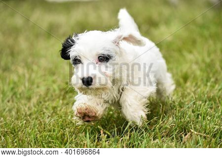Cute White Endangered Sealyham Terrrier Puppy Running Toward The Camera In The Grass