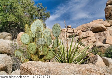 Cactus Plants And Trees Against Rocks At Sunny Joshua Tree National Park