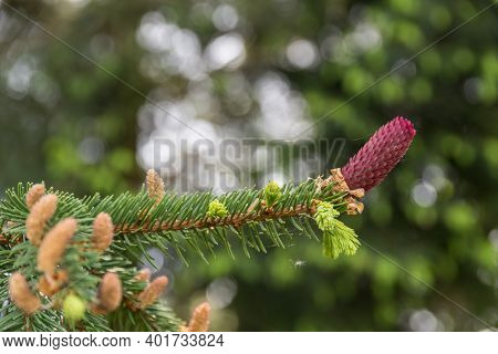 Norway Spruce Branch With Flower Buds - Spruce Cones Growing, Close-up