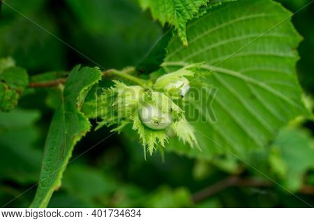 Young Hazelnuts, Green Hazelnuts, Grow On A Tree Young Hazelnuts, Hazelnuts, Kobnat. Hazelnut With L