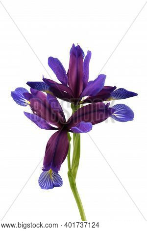 Purple Flower Of Iris Graminea Isolated On White Background. High Resolution Photo. Full Depth Of Fi