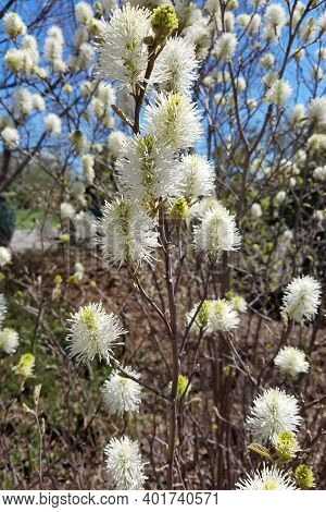Blooming White Flowers Of A Witch Alder Bush, For Early Spring Landscape Backgrounds