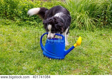 Outdoor Portrait Of Cute Smiling Dog Border Collie Holding Watering Can On Garden Background. Funny
