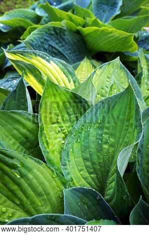 Lush green foliage of decorative plant Hosta (Funkia) with water drops on leaves after rain.